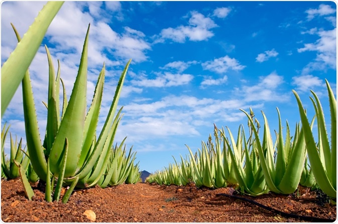 Aloe vera field. Image Credit: Anyaivanova / Shutterstock